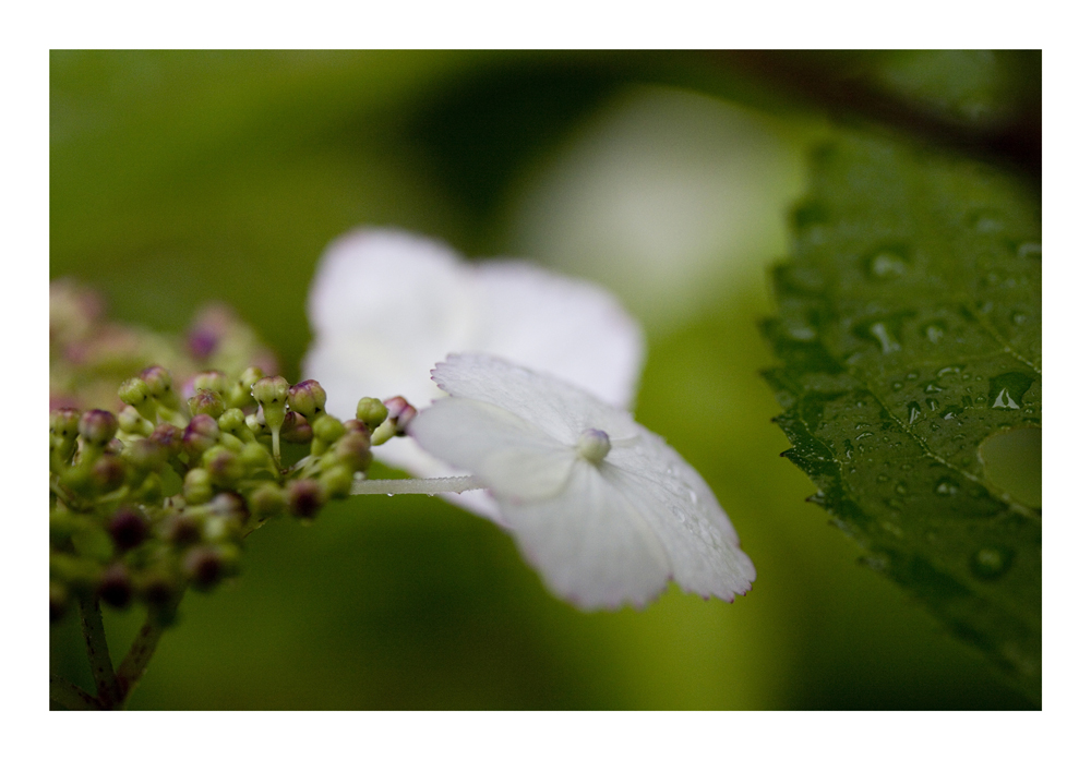 After the Rain