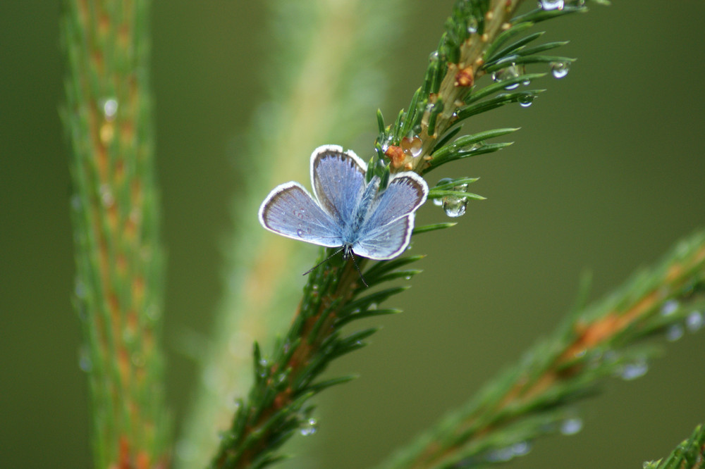 After the rain