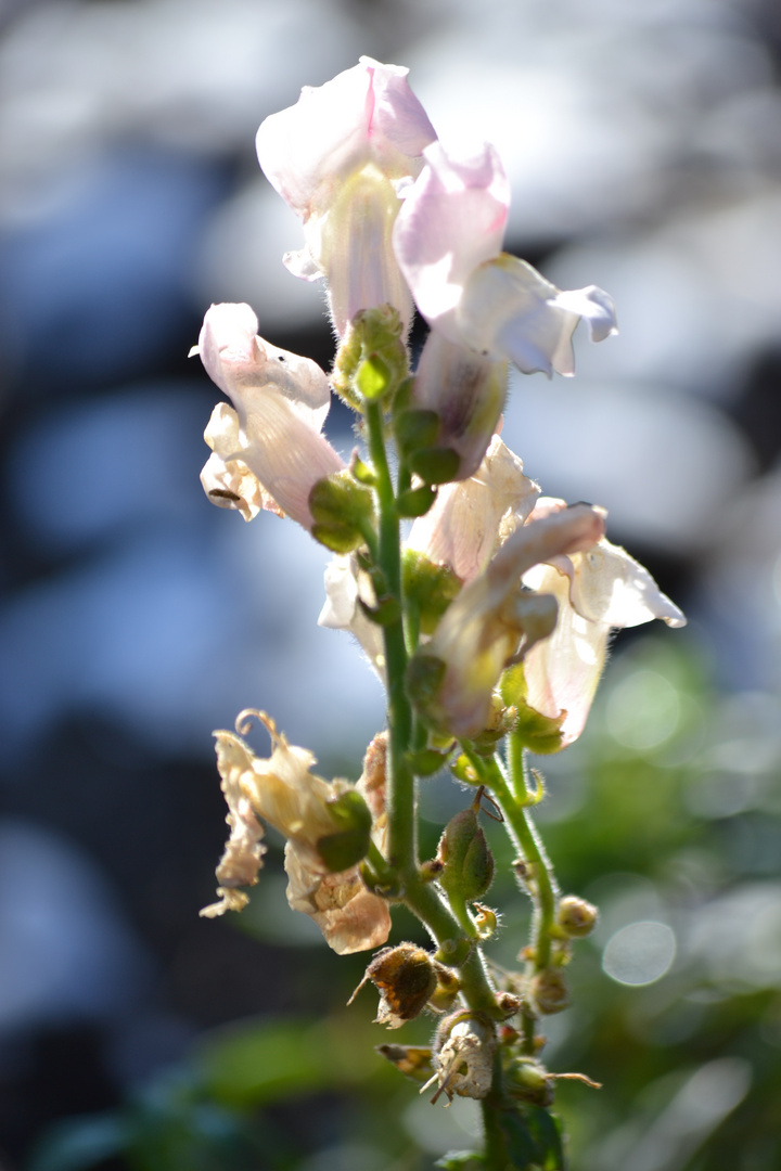 After the Rain... A beautiful Sunny day