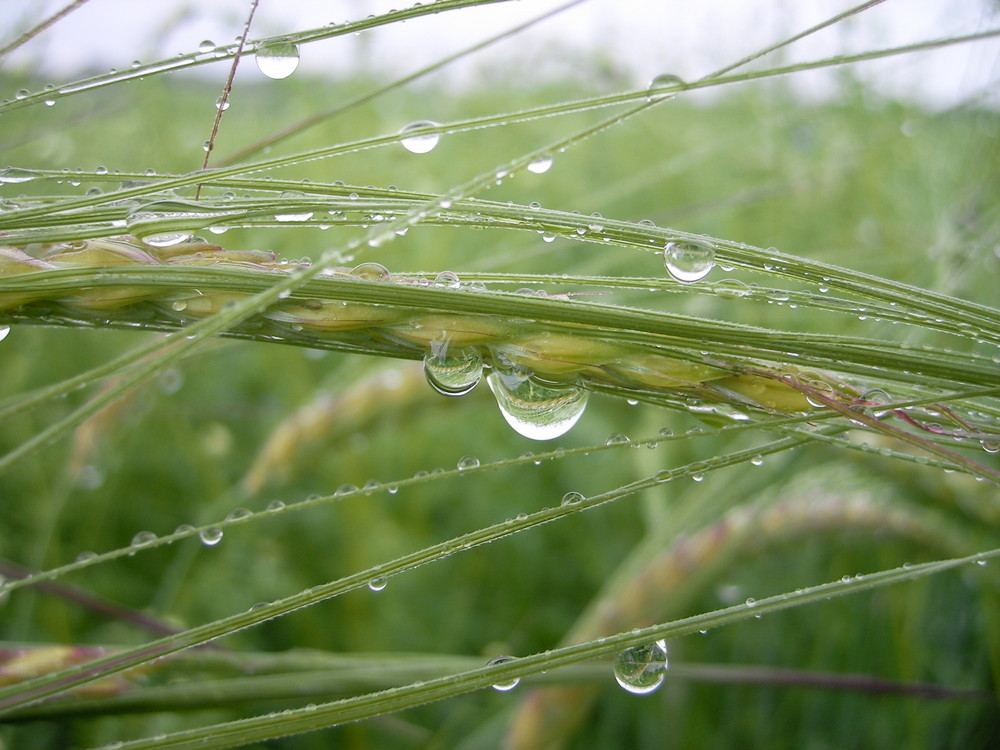 After the rain