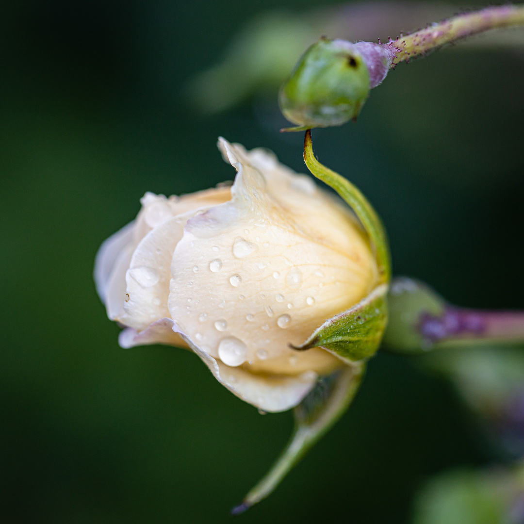 After the rain