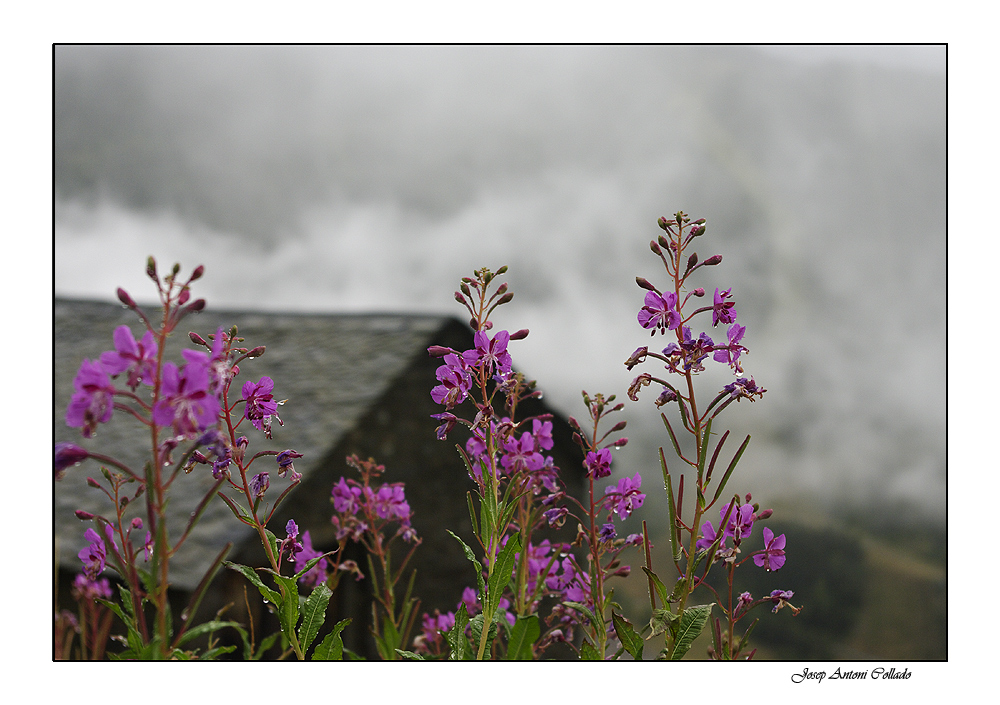 After the rain