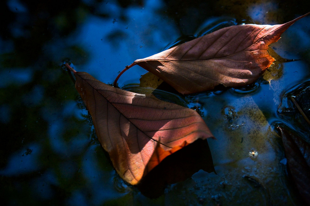 After the rain