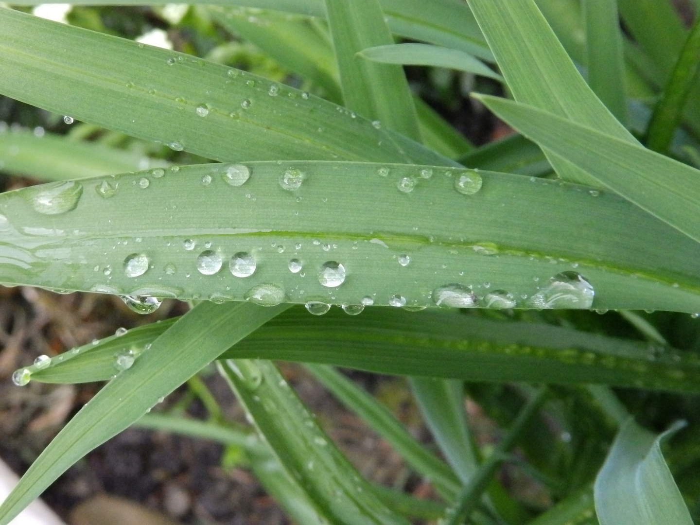 after the rain