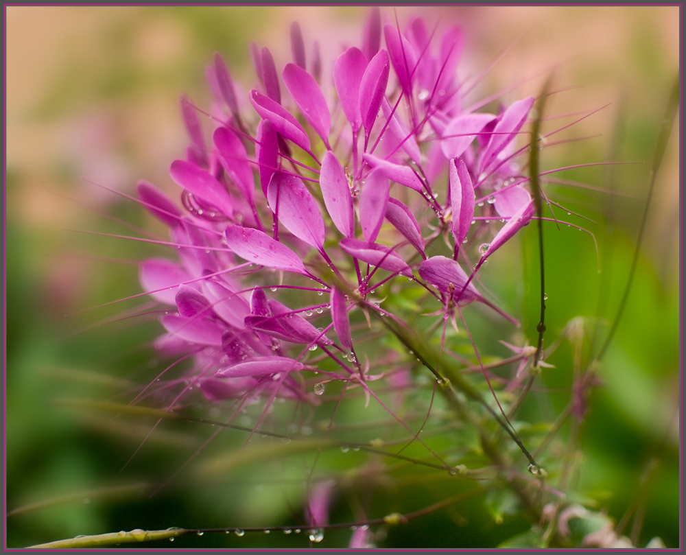 -- after the rain --