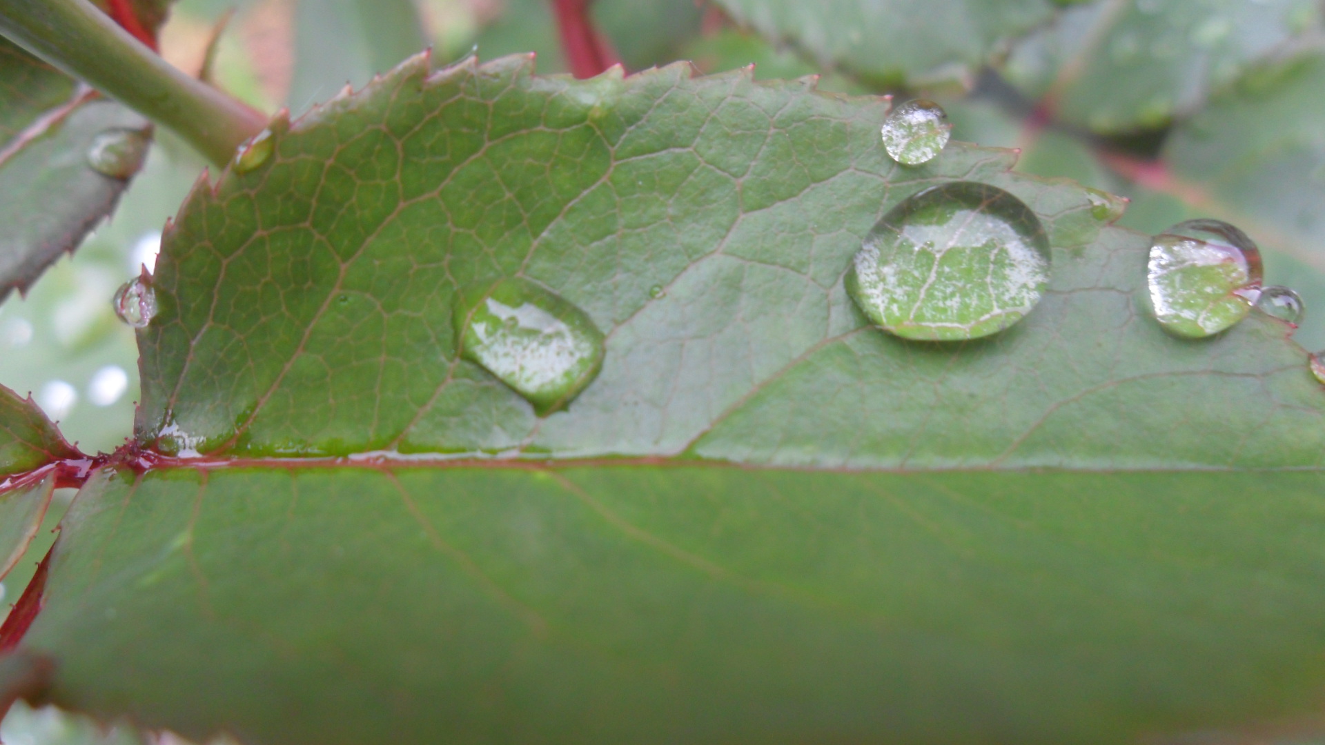 After the rain