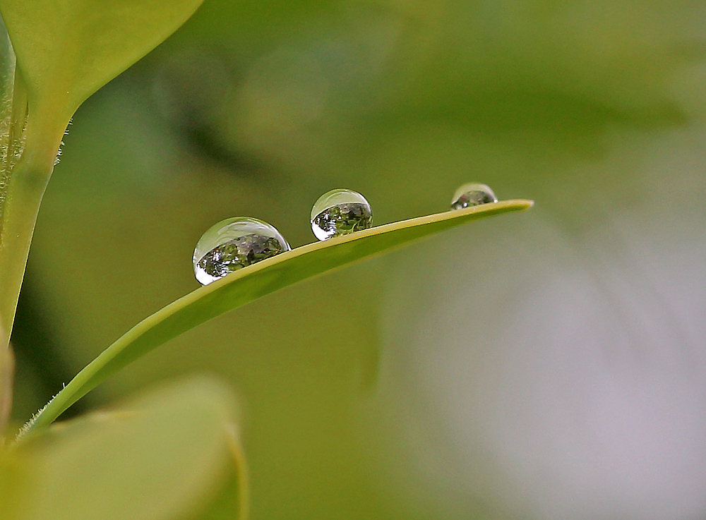 After the rain II