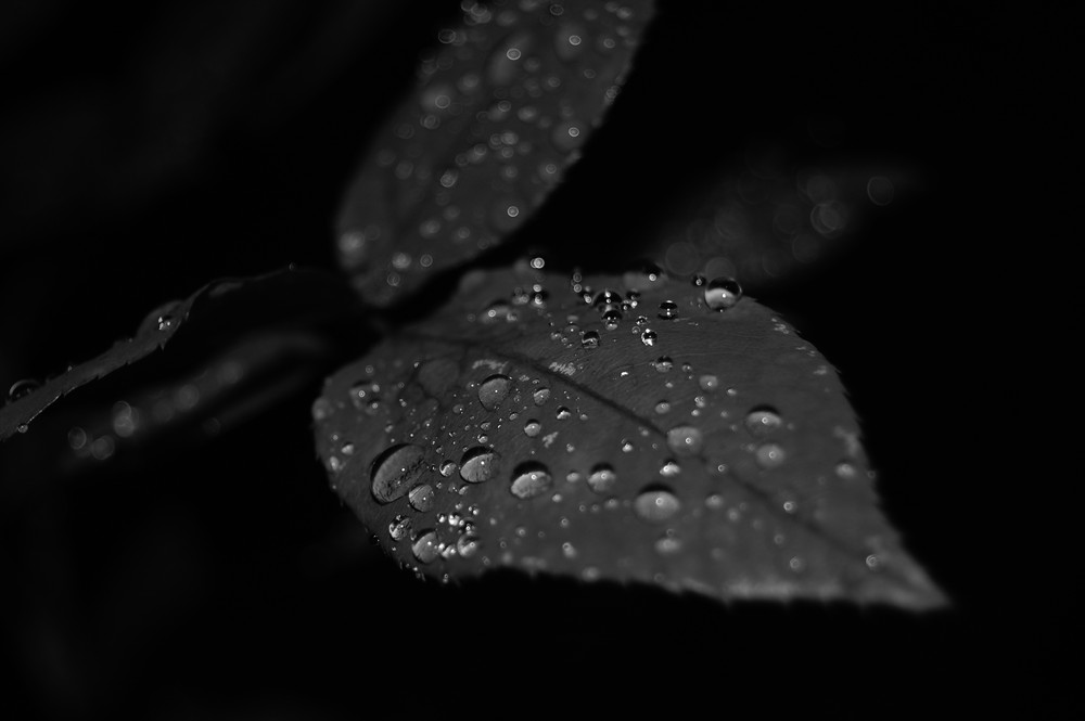 *after the rain II*