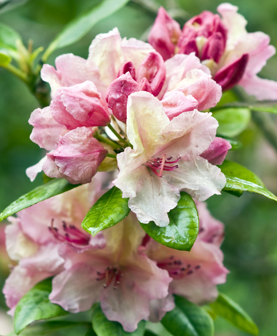 after the Rain - RHODODENDRON