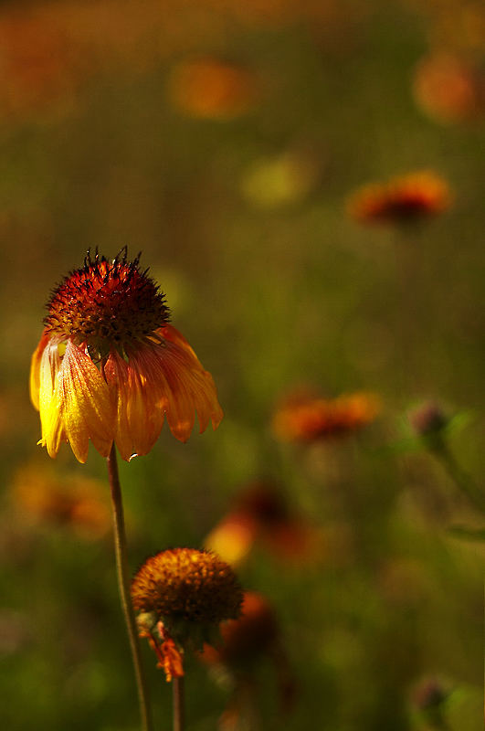 after the rain the sun shines again.. :)