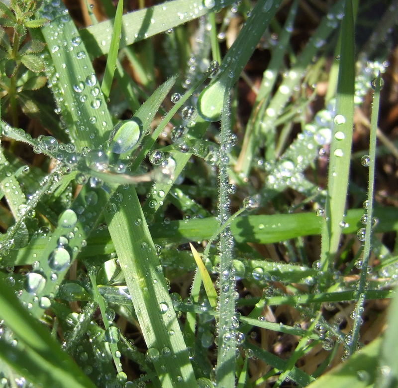 After the rains