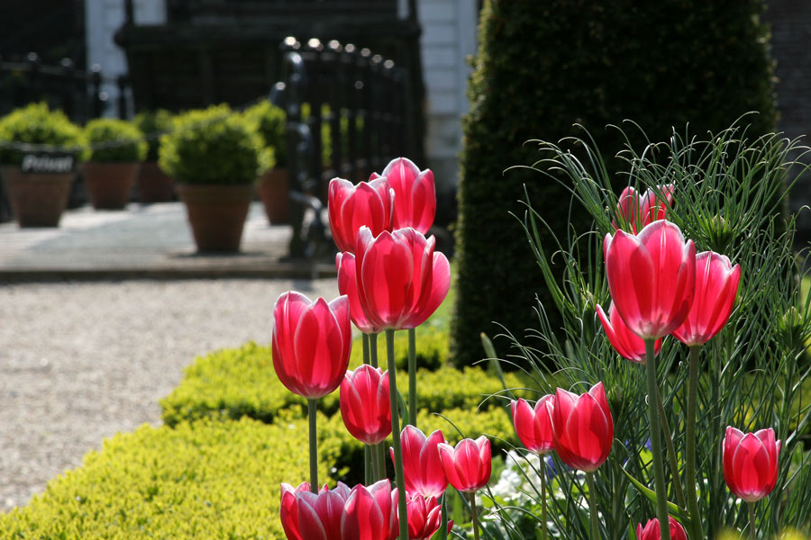 Afternoon and Tulips