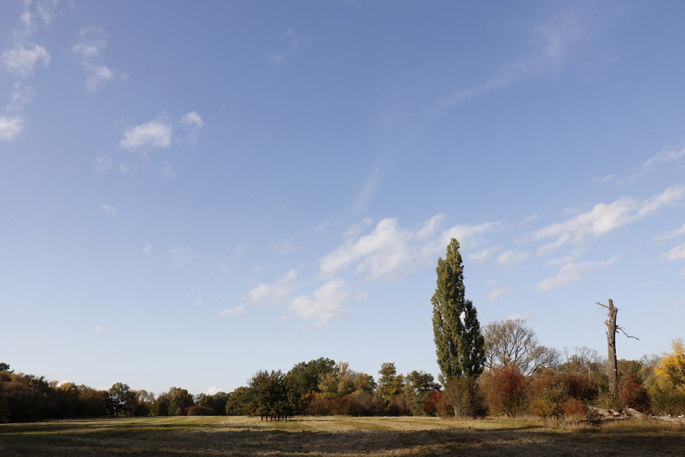 Afternoon atmosphere in the floodplain "Muldeaue"  