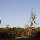 Afternoon atmosphere in the floodplain "Muldeaue" 