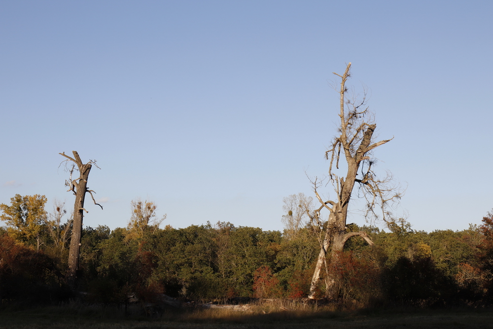 Afternoon atmosphere in the floodplain "Muldeaue" 