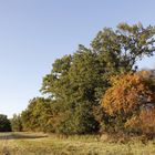 Afternoon atmosphere in the floodplain "Muldeaue"