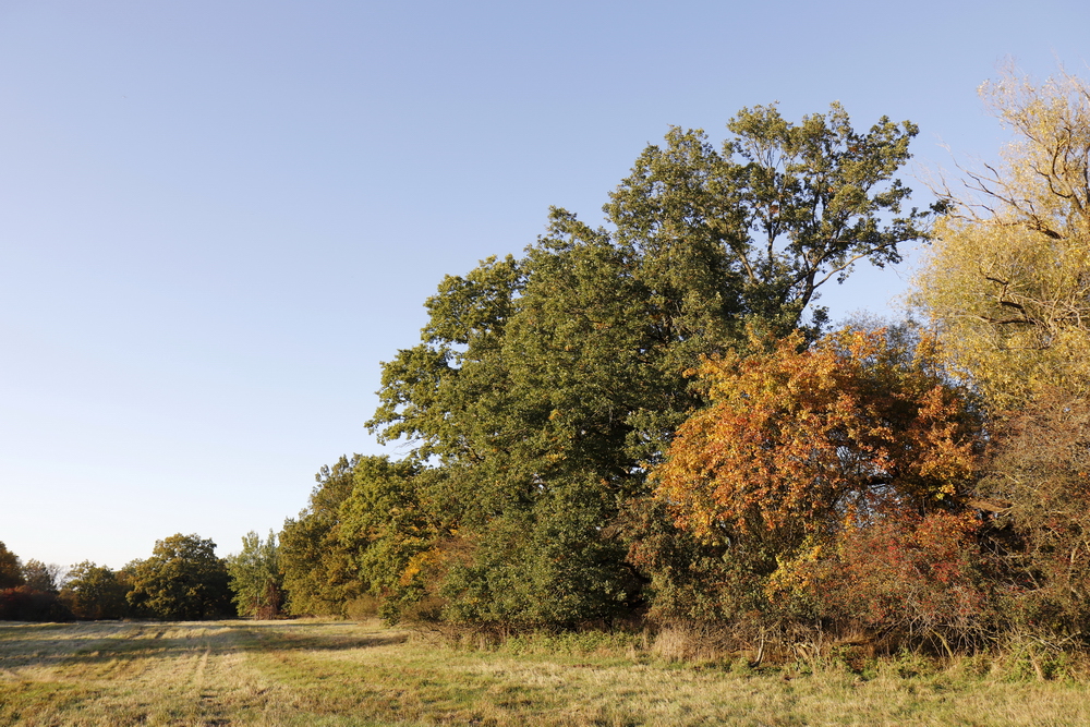 Afternoon atmosphere in the floodplain "Muldeaue"