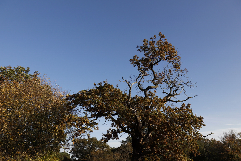 Afternoon atmosphere in the floodplain "Muldeaue" 