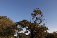 Afternoon atmosphere in the floodplain "Muldeaue" 