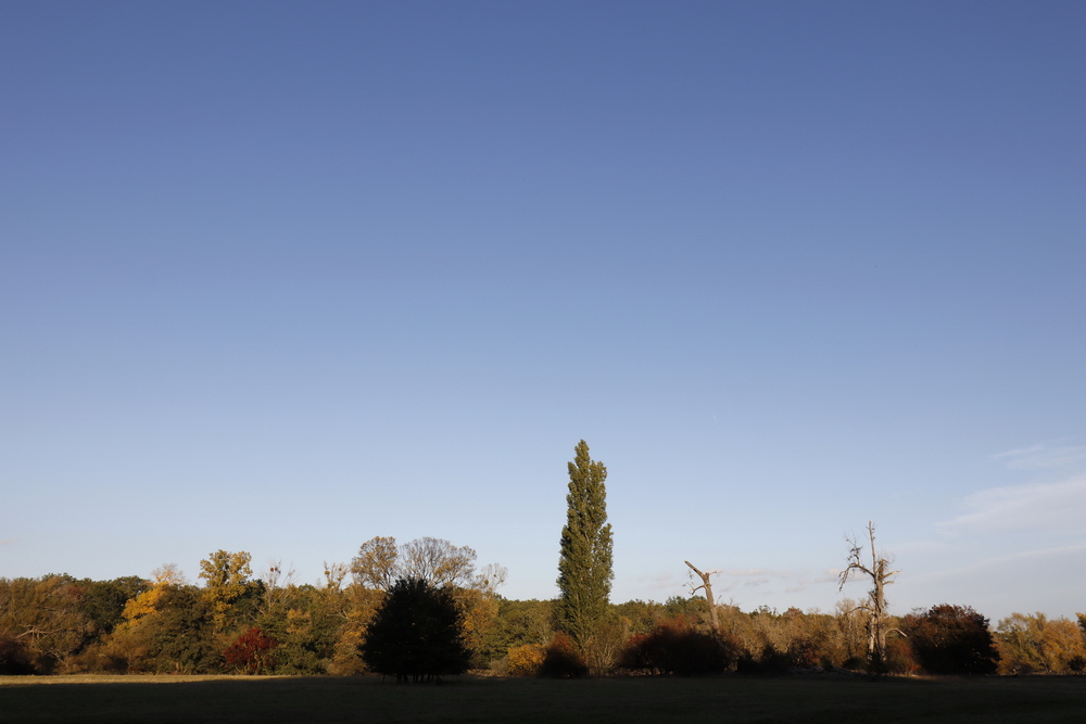 Afternoon atmosphere in the floodplain "Muldeaue"