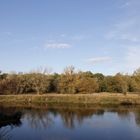 Afternoon atmosphere in the floodplain "Muldeaue"