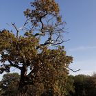 Afternoon atmosphere in the floodplain "Muldeaue"