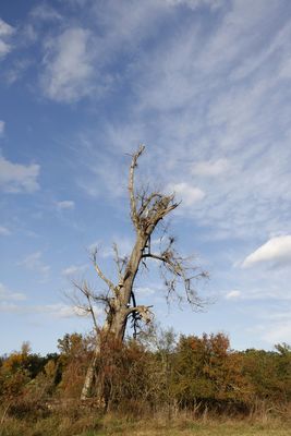 Afternoon atmosphere in the floodplain "Muldeaue"