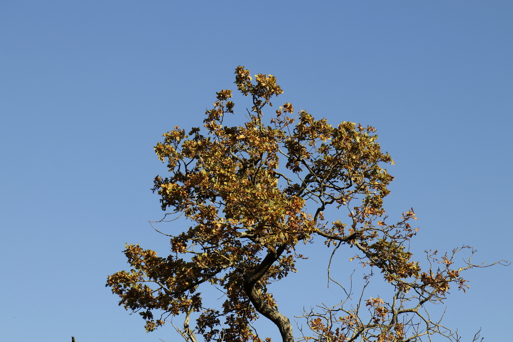 Afternoon atmosphere in the floodplain "Muldeaue" 