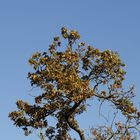 Afternoon atmosphere in the floodplain "Muldeaue" 