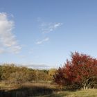 Afternoon atmosphere in the floodplain "Muldeaue" 