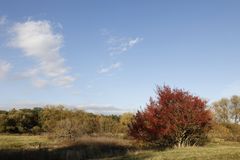 Afternoon atmosphere in the floodplain "Muldeaue" 