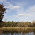 Afternoon atmosphere in the floodplain "Muldeaue"