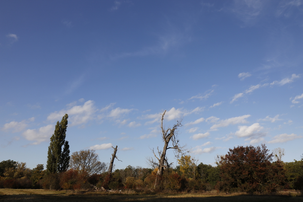 Afternoon atmosphere in the floodplain "Muldeaue"