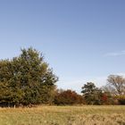 Afternoon atmosphere in the floodplain "Muldeaue" 