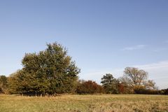 Afternoon atmosphere in the floodplain "Muldeaue" 