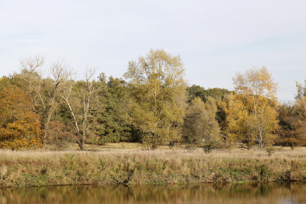 Afternoon atmosphere in the floodplain "Muldeaue" 