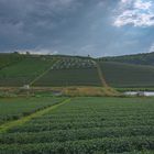 Afternoon on Tea field