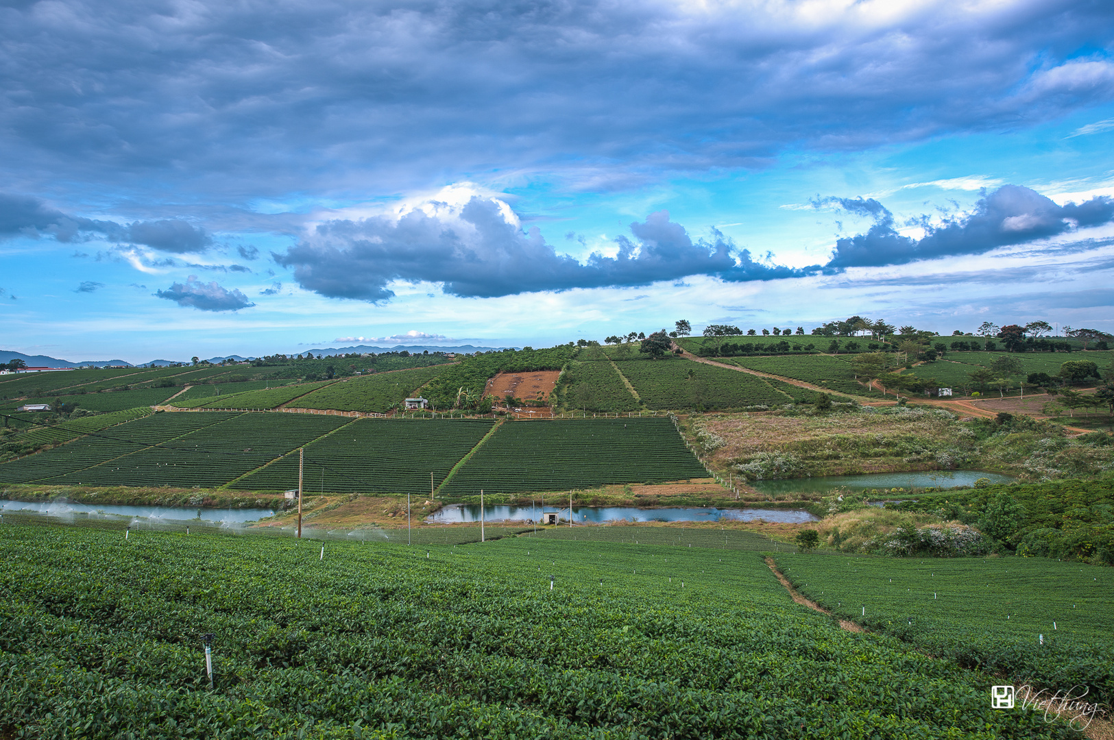 Afternoon on Tea field