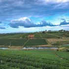 Afternoon on Tea field