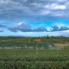 Afternoon on Tea field