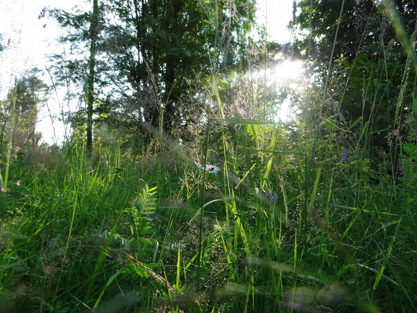 Afternoon sun over the meadow