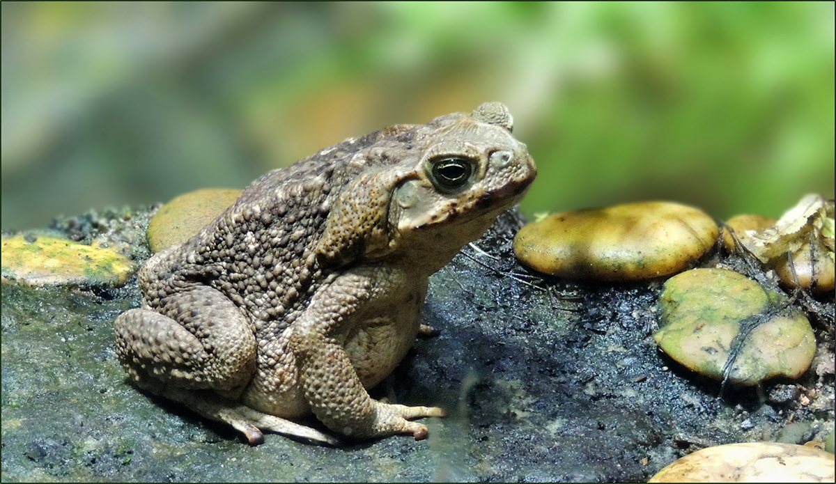 Aga-Kröte - Bufo marinus