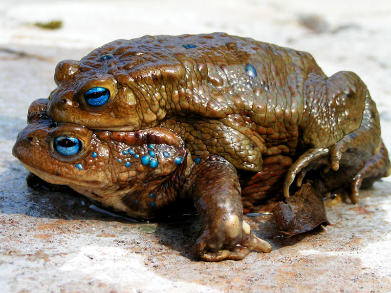 Aga-Kröte (Bufo marinus)