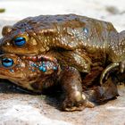 Aga-Kröte (Bufo marinus)