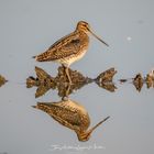 Agachadiza con reflejo