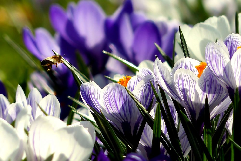 again the crocuses blooming photo & image flowers, nature, spring