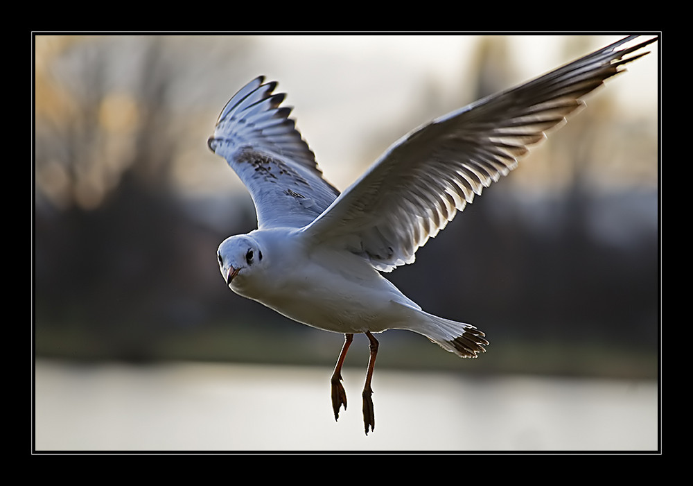 Against the Wind....