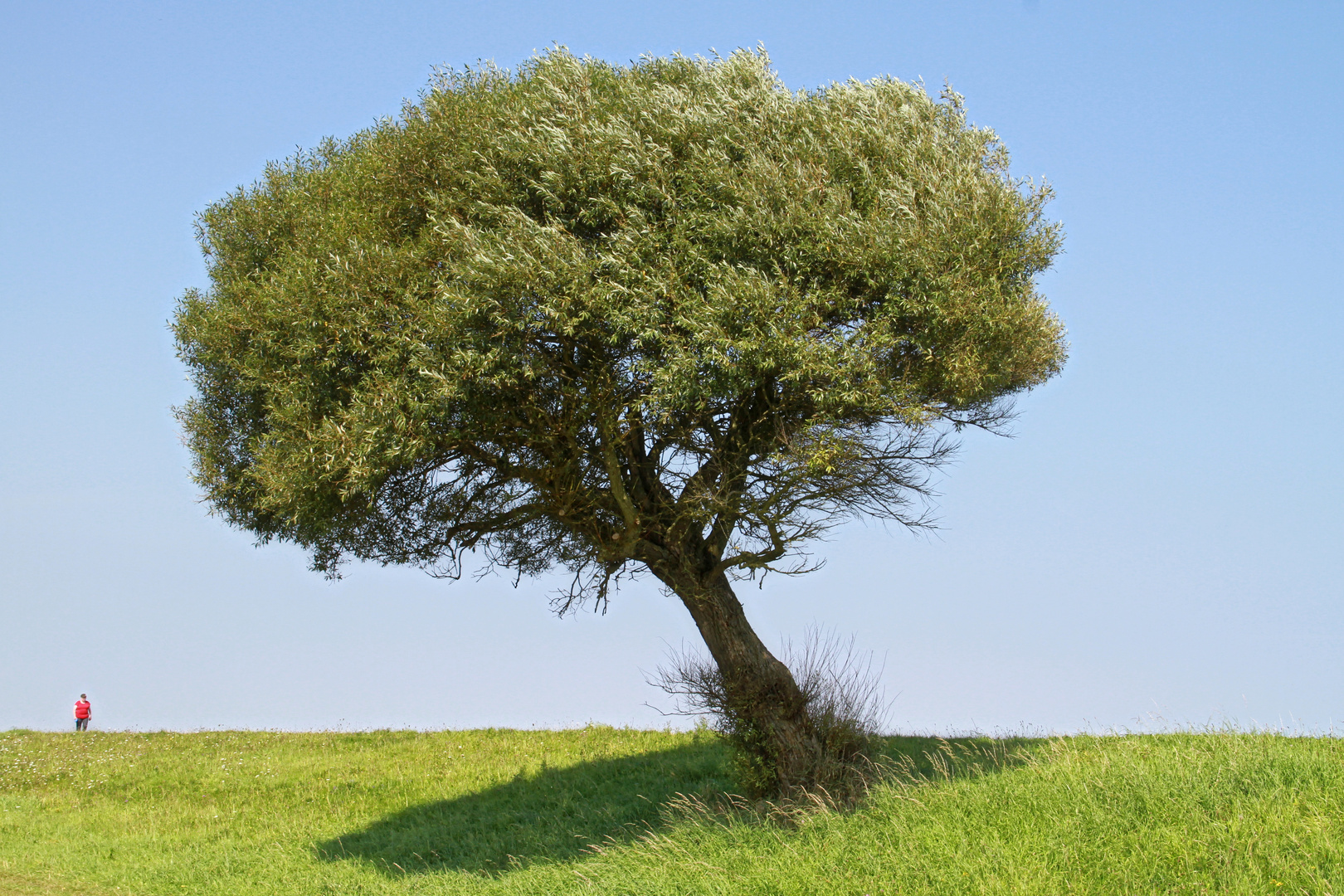 against the wind ....