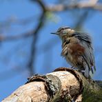 Against the wind