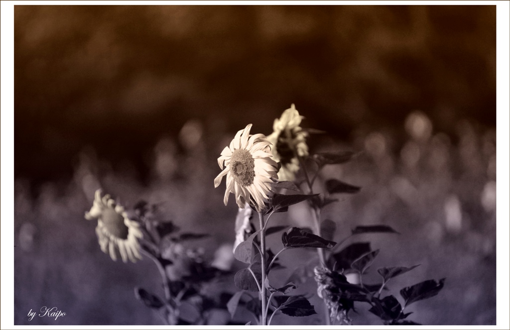 against the wind...